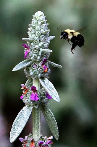 Bombus affinis